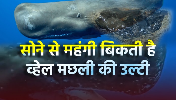 Sperm Whale: व्हेल की उल्टी को क्यों कहते हैं तैरता सोना, जिसे मिल जाए उसे बना देती है करोड़पति Sperm Whale: व्हेल की उल्टी को क्यों कहते हैं तैरता सोना, जिसे मिल जाए उसे बना देती है करोड़पति