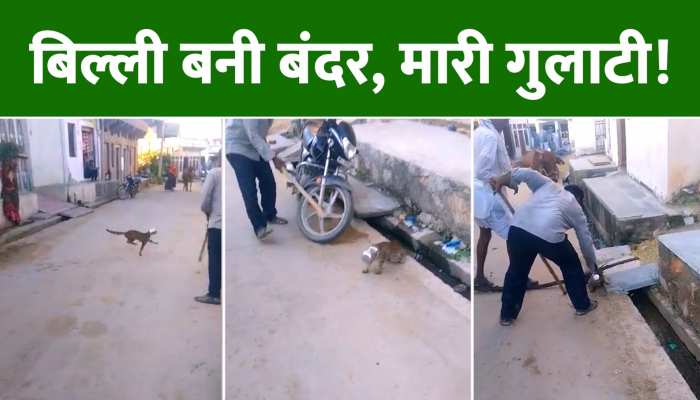 Video: लोगों की समझदारी ने बचाई बिल्ली की जान, वरना खुद ही अपना सिर पटक लेती बिल्ली! Video: लोगों की समझदारी ने बचाई बिल्ली की जान, वरना खुद ही अपना सिर पटक लेती बिल्ली!