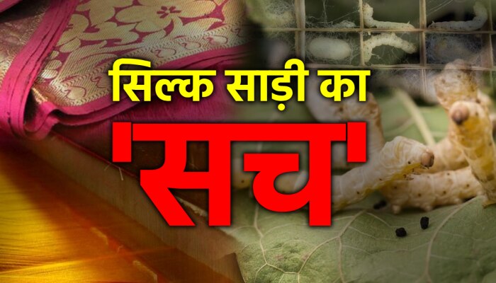 Silk Saree: सिल्क की साड़ी महंगी क्यों बिकती है, देखिए इन्हें बनाने का पूरा प्रोसेस Silk Saree: सिल्क की साड़ी महंगी क्यों बिकती है, देखिए इन्हें बनाने का पूरा प्रोसेस