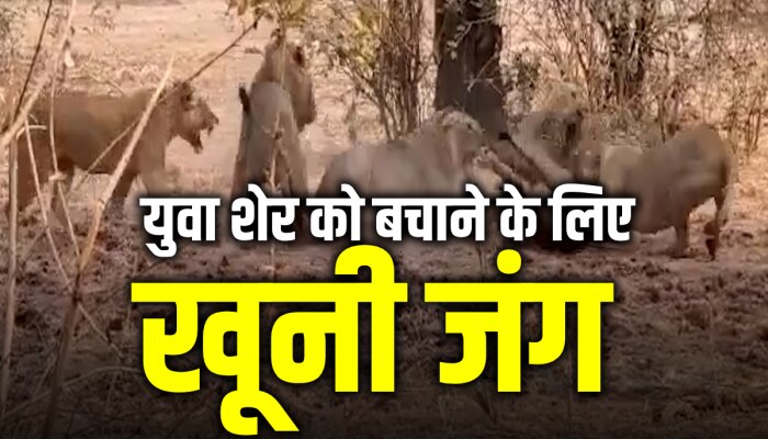 Lion Fight Video: बेटे को शेरों के झुंड से बचाने के लिए पिता ने लड़ी जंग, कातिलाना हमले का वीडियो वायरल Lion Fight Video: बेटे को शेरों के झुंड से बचाने के लिए पिता ने लड़ी जंग, कातिलाना हमले का वीडियो वायरल