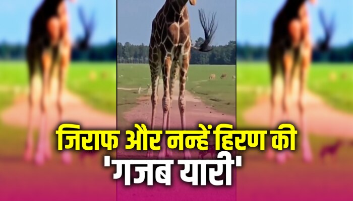 Funny Video: हिरण के नन्हें बच्चे के साथ जिराफ की मस्ती का ये वीडियो जीते लेगा दिल 