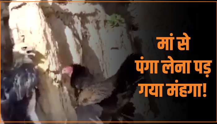 Animal Viral Video: मुर्गी के बच्चों का शिकार करना बाज को पड़ गया भारी, डर के मारे हालत हुई खराब Animal Viral Video: मुर्गी के बच्चों का शिकार करना बाज को पड़ गया भारी, डर के मारे हालत हुई खराब