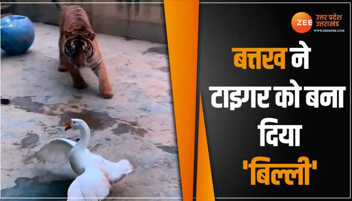 Viral Video: जंगल के राजा पर अदनी से बत्तख ने किया हमला, जान बचानी पड़ गई भारी, देखें वीडियो Viral Video: जंगल के राजा पर अदनी से बत्तख ने किया हमला, जान बचानी पड़ गई भारी, देखें वीडियो
