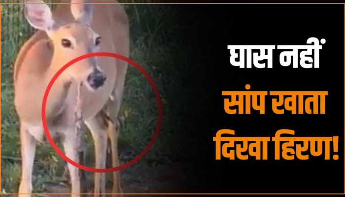 Animal Viral Video: घास नहीं सांप खाता नजर आया हिरण, वीडियो देख यकीन कर पाना मुश्किल Animal Viral Video: घास नहीं सांप खाता नजर आया हिरण, वीडियो देख यकीन कर पाना मुश्किल