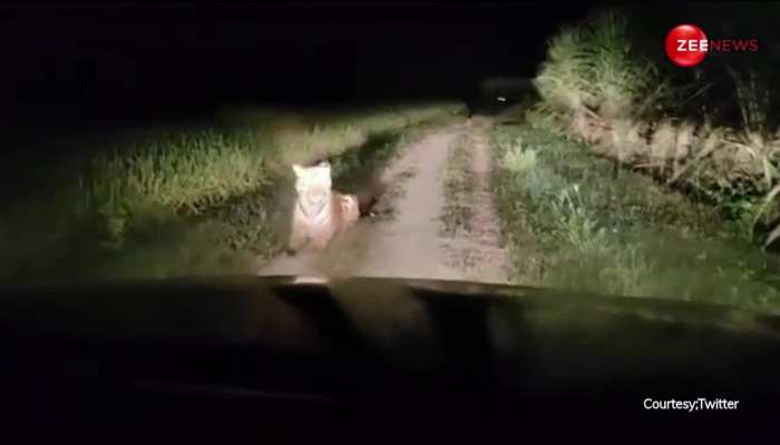 UP Video: आधी रात में गन्ने के खेत में दिखा बाघ, तभी वहां आई एक कार और फिर... 