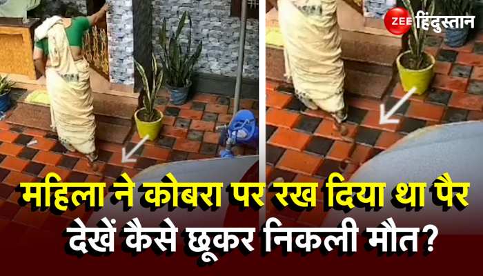 Snake Attack On Woman: महिला ने किंग कोबरा के पूंछ पर रखा पैर