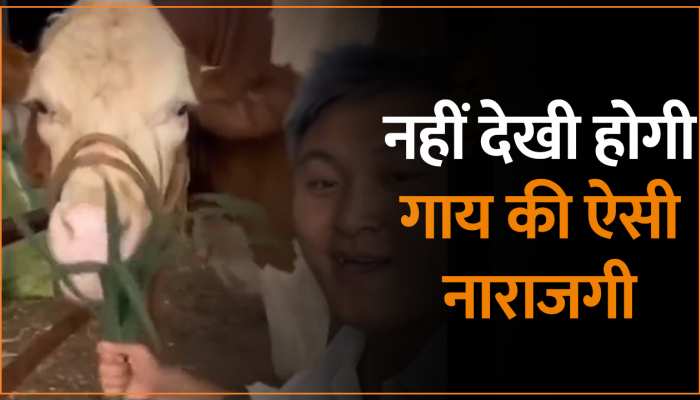 Animal Viral Video: गाय की ऐसी नराजगी देख होंगे हैरान, जब शख्स ने नहीं खिलाई घास Animal Viral Video: गाय की ऐसी नराजगी देख होंगे हैरान, जब शख्स ने नहीं खिलाई घास
