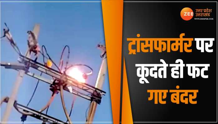 WATCH: ट्रांसफार्मर पर कूदते ही हो गया विस्फोट, बंदर का ये वीडियो देखकर दंग रह जाएंगे आप WATCH: ट्रांसफार्मर पर कूदते ही हो गया विस्फोट, बंदर का ये वीडियो देखकर दंग रह जाएंगे आप