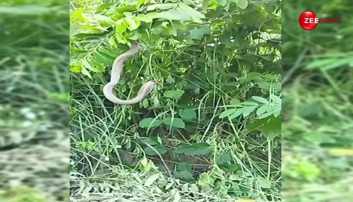 नेवले को चकमा देने के लिए पेड़ पर चढ़ गया King Cobra, देखें वायरल वीडियो