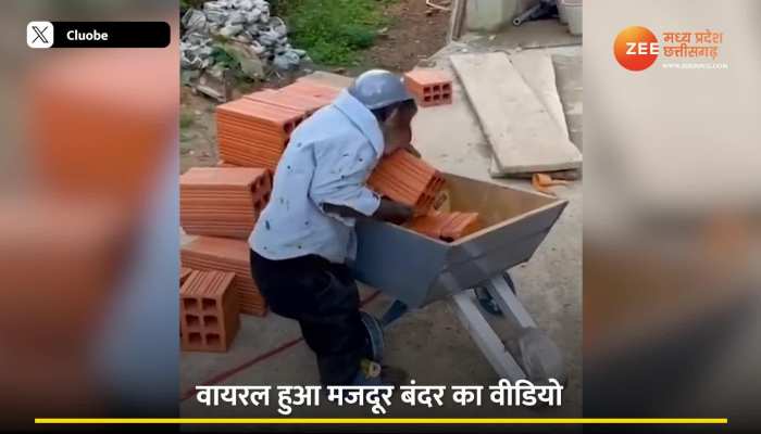 Video: क्या आपने देखा है मजदूरी करने वाला बंदर, सोशल मीडिया भी रह गया हैरान