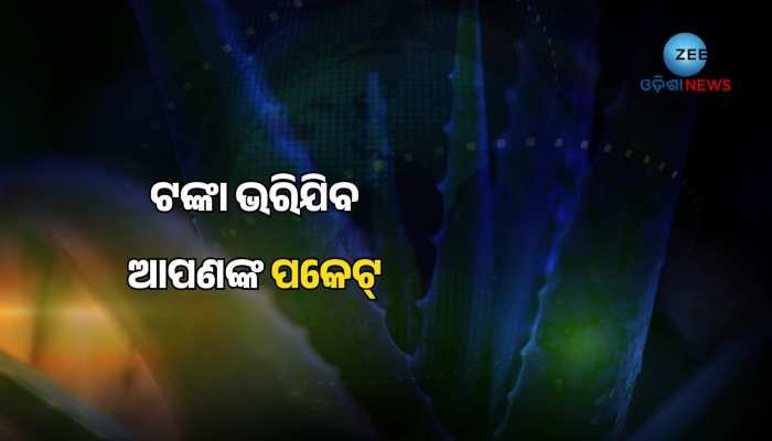 ଘରର ଏହି କୋଣରେ ଲଗାନ୍ତୁ ଆଲୋବେରା ଗଛ, ପକେଟରୁ ଶେଷ ହେବନି ଟଙ୍କା...