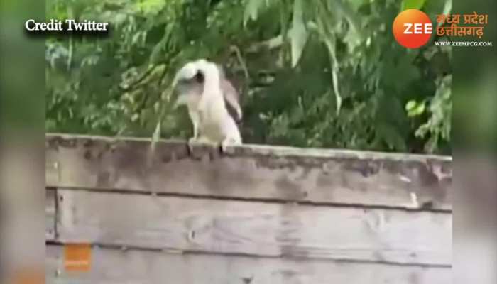 bird hunted: जिंदा सांप को पूरा निगल गई चिड़िया, बार-बार देखोगे VIDEO पर नहीं होगा आंखों पर यकीन bird hunted: जिंदा सांप को पूरा निगल गई चिड़िया, बार-बार देखोगे VIDEO पर नहीं होगा आंखों पर यकीन