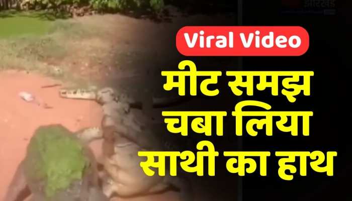 Magarmach Ka Video: मगरमच्छ ने खा लिया अपने साथी मगरमच्छ का हाथ!, देखें वीडियो