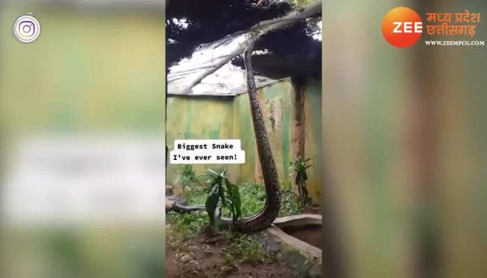 Python Python snake standing on ground ajgar saanp khada hua video ...