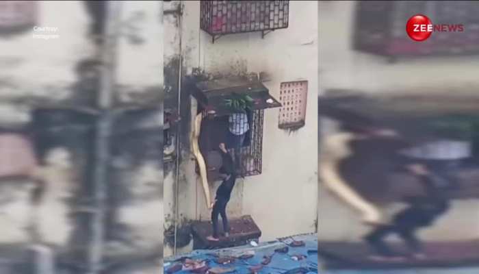 मुंबई के ठाणे में रेस्क्यू किया 15 फुट का अजगर, खिड़की से घर में घुसने की कोशिश में फंसा    