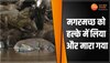 सोते मगरमच्छ ने झपट्टा मार बाज भी बनाया शिकार, देखें रोंगटे खड़े करने वाला वीडियो