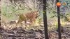 Tiger  Hunting Viral Video: एटीट्यूड हो तो इस चीते जैसा, शान से किया हिरण का शिकार
