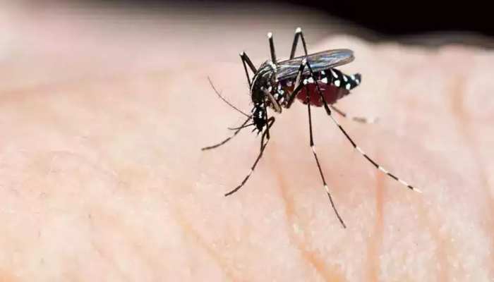 बिहार में डेंगू का कहर, जहानाबाद में पहुंची 50 के पार मरीजों की संख्या