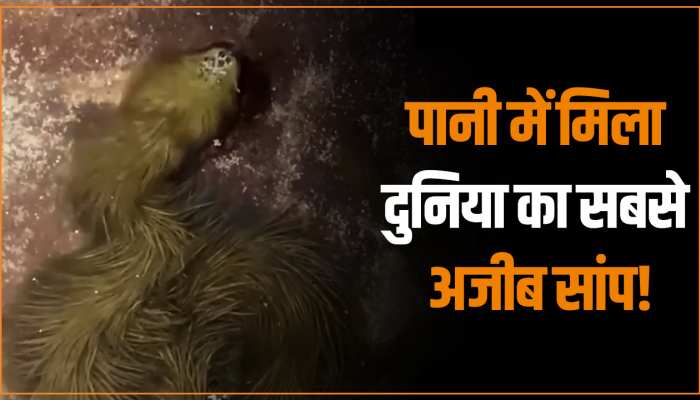 VIDEO: पानी में मिली दुनिया की सबसे अजीब सांप, देखकर हैरान रह गया हर इंसान