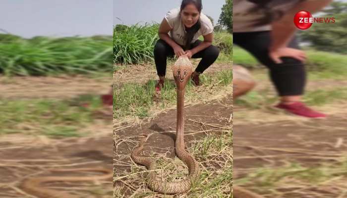 ये वीडियो मत करना स्किप! लड़की को नाचता देख साथ में झूमने लगा 40 फीट लंबा King Cobra वीडियो देख भौचक्के रह जाएंगे आप 