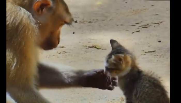 Monkey Cat Video: बंदर को आया बिल्ली पर प्यार तो किया कुछ ऐसा काम, दंग रह गए लोग