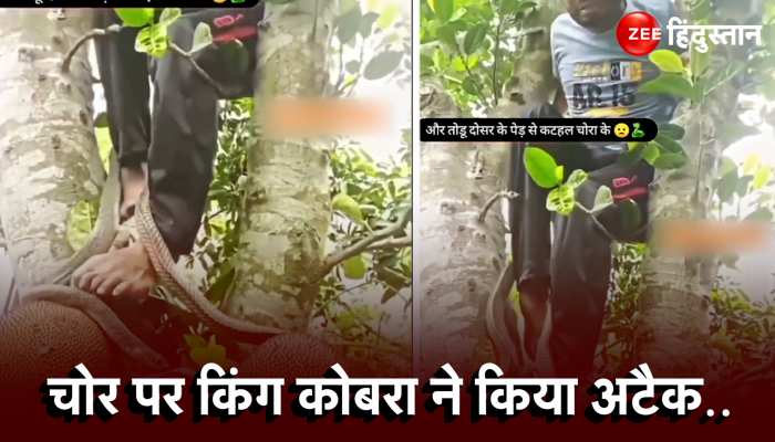 King Cobra Attack : कटहल चुरा रहे शख्स पर King Cobra ने कर दिया जानलेवा हमला