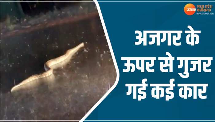 Cobra Viral Video: बीच सड़क जब एक के बाद एक अजगर पर चढ़ी कार, हुई हालत खराब 