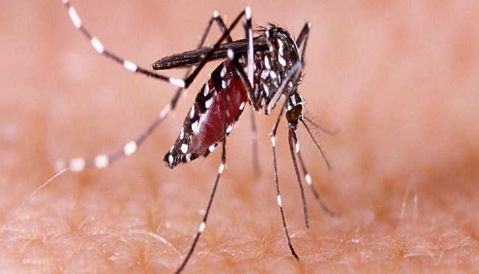 Chatra Dengue Cases: चतरा में 100 के पार पहुंची डेंगू मरीजों की संख्या, 10 इलाजरत