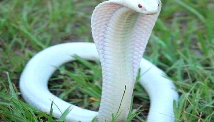  पानी तक नहीं मांग पाता सफेद King Cobra का शिकार! देखें वीडियो 