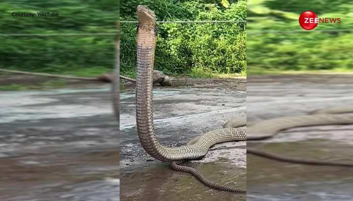 एक ही जगह घूरता रहा 20 फुट लंबा King Cobra, इस आवाज को सुन देर तक हवा में खड़ा रहा सांप