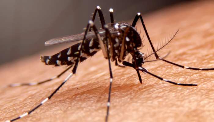 Dengue Fever: डेंगू मरीजों को न खिलाएं ये 5 फूड, कम होने लगेंगे प्लेटलेट्स काउंट