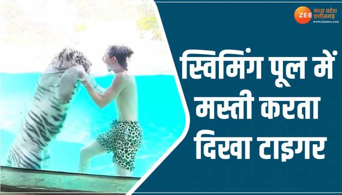 Viral Video: स्विमिंग पूल में मस्ती करता दिखा टाइगर, वीडियो ने जीता लोगों का दिल