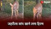  Deer eating snake : पत्ते छोड़ जहरीला सांप खाने लगा हिरण, वीडियो 