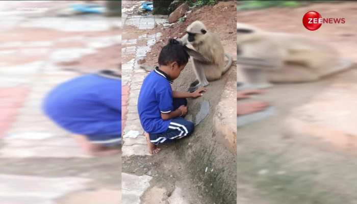 बच्चे के सिर में हुई खुलजी तो लंगूर के सामने जाकर बैठ गया, ढूंढती रही मम्मी 