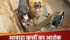 Stray Dogs: कभी बच्चों को काटा, कभी बुजुर्गों पर हमला, भारत में आवारा कुत्तों का ऐसा है आतंक