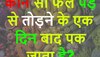 Quiz: कौन सा फल पेड़ से तोड़ने के एक दिन बाद पक जाता है?