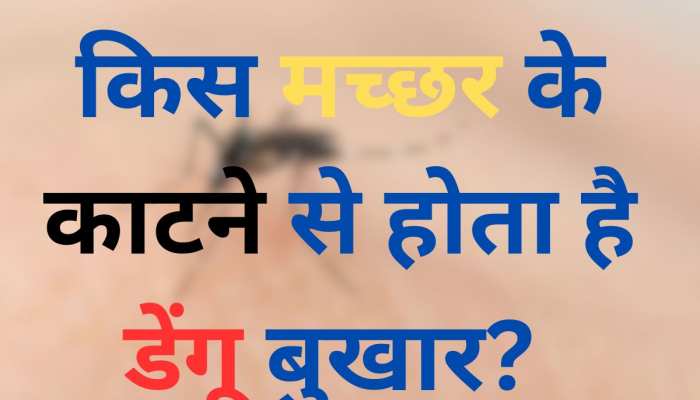 GK Quiz: किस मच्छर के काटने से होता है डेंगू बुखार? 