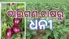 Brinjal Farming: ବାଇଗଣ ଚାଷ କରି ଧନୀ ହେଲେ ଚାଷୀ ! ପ୍ରତି ମାସରେ ୧.୨୦ ଲକ୍ଷ ଟଙ୍କା ରୋଜଗାର