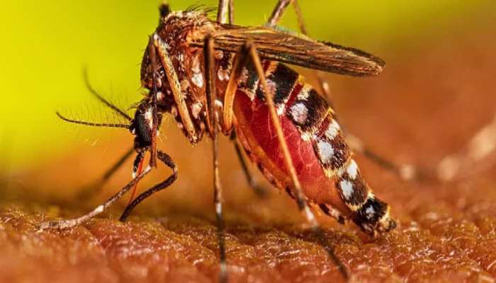 Bagaha Dengue Cases: बगहा में डेंगू विस्फोट, इलाज के दौरान एक की मौत