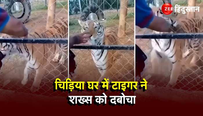  Tiger Aattck: खूंखार टाइगर को हाथों से सहला रहा था शख्स