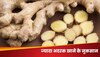 Ginger: Immunity के चक्कर में न खाएं ज्यादा अदरक, हो सकते हैं ऐसे 5 नुकसान