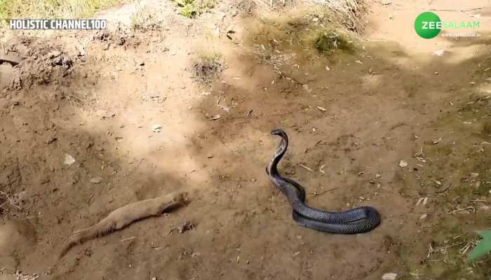 Snake vs Mongoose Fight: सांप दिखा रहा था अपनी ताकत का जोर, नेवले ने एक झटके में दिया मात