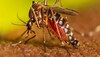 Chatra Dengue Cases: चतरा में डेंगू का कहर! एक दिन में मिले 14 मरीज