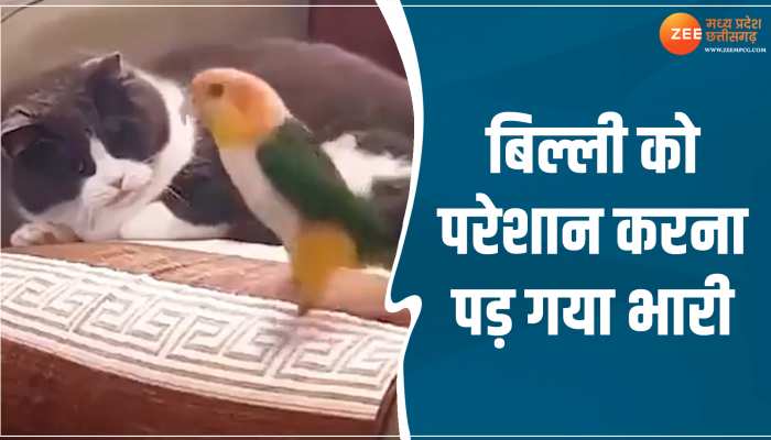 Animal Viral Video: बिल्ली को परेशान करना तोते को पड़ गया भारी, हुई कुछ ऐसी धुनाई