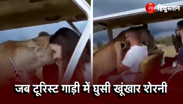 Lioness Viral Video:  जंगल सफारी पर निकले पर्यटकों की गाड़ी में तेजी से घुसी शेरनी