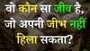 Quiz: वो कौन सा जीव है, जो अपनी जीभ नहीं हिला सकता?