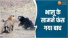 Wildlife Viral Video: और हो गया जंगल में दंगा; गलतफहमी में था बाघ, भालू से लिया पंगा