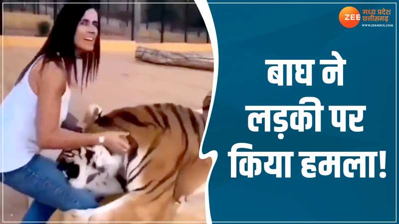 Tiger Attack: टाइगर ने लड़की पर किया हमला, देखें वायरल वीडियो