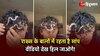 Viral Snake Video : लड़के के घुंघराले बालों में जा फंसा सांप, आगे जो हुआ होश उड़ा दे