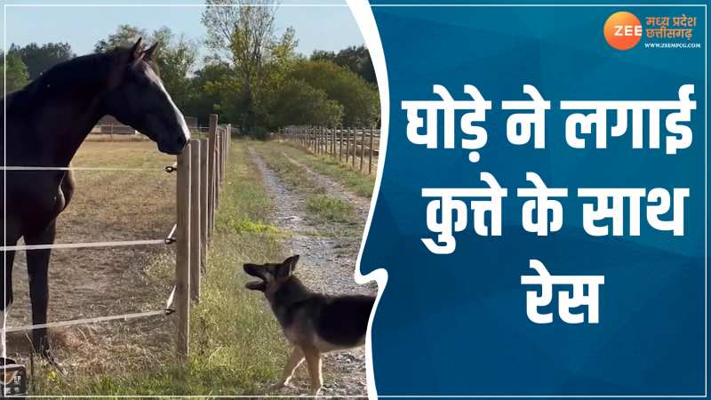 Animal Viral Video: घोड़े ने कुत्ते के साथ लगाई दौड़, हार-जीत का फैसला करना मुश्किल 